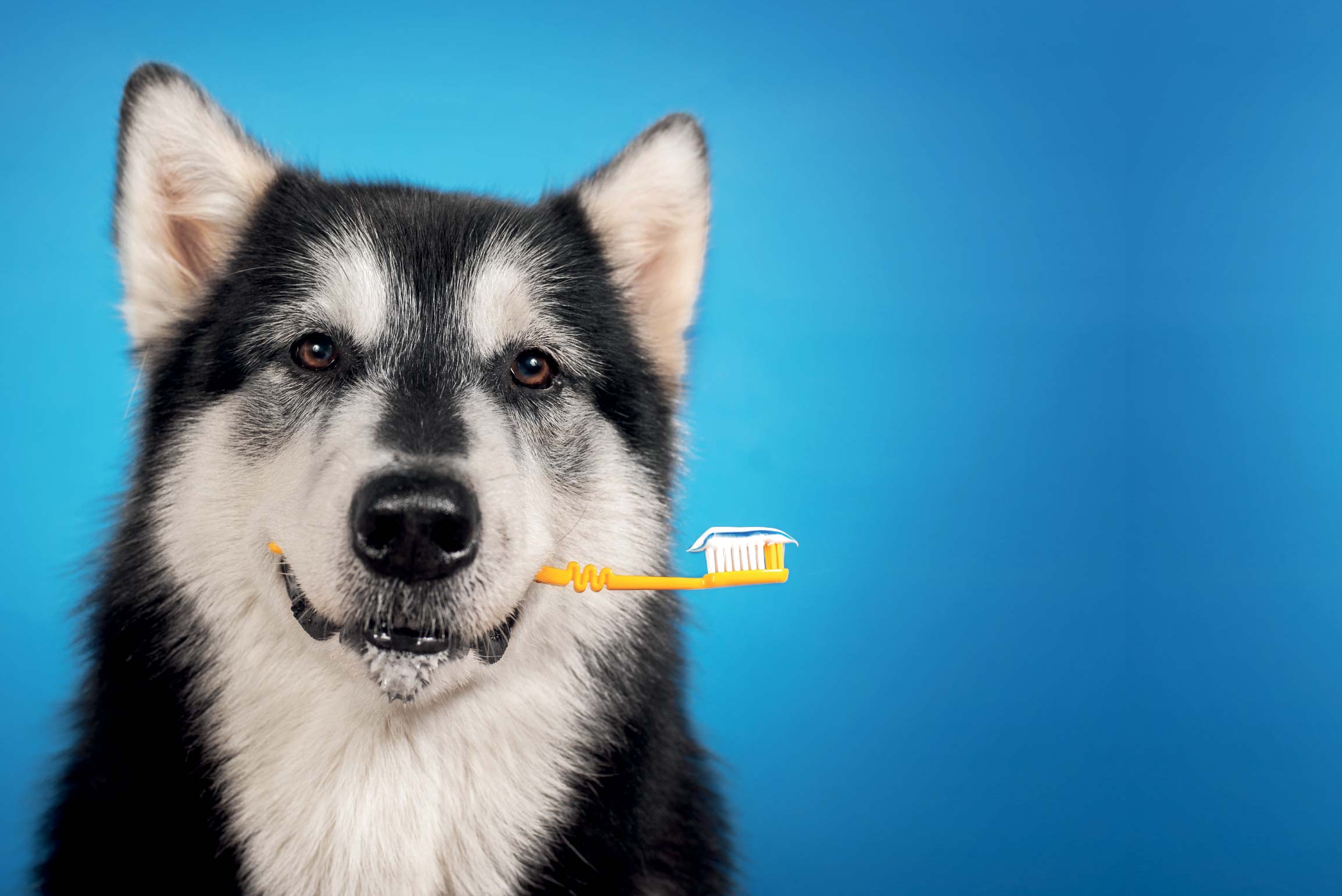 Essential Oral Hygiene Tips for Your Pets Thirsk Veterinary Centre